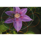 Purple Flower (name unknown) - Botanical Geometry Study