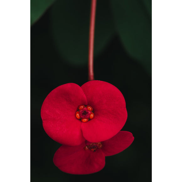 Euphorbia Mili flower