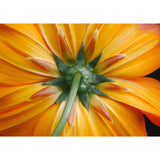 Orange Cosmos flower