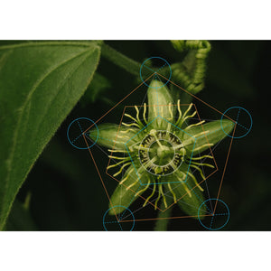 Passion Fruit Flower - Botanical Geometry Study